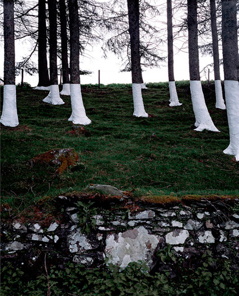 Zander Olsen_Tree, Line_004
